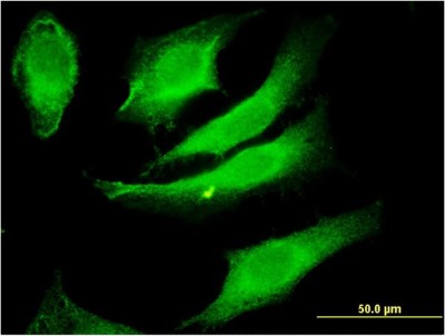Immunocytochemistry/Immunofluorescence: PACSIN2 Antibody (3D6) [H00011252-M05] - Analysis of monoclonal antibody to PACSIN2 on HeLa cell. Antibody concentration 10 ug/ml