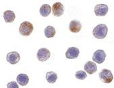 Immunocytochemistry/Immunofluorescence: TRAF-3 Antibody [NBP1-76642] - HeLa cells with TRAF3 antibody at 10 ug/ml.