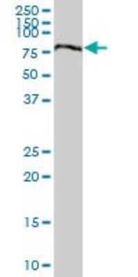 Western Blot: Breast cancer suppressor candidate 1 Antibody [H00004013-B01P] - Analysis of LOH11CR2A expression in human stomach.