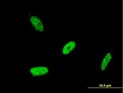 Immunocytochemistry/Immunofluorescence: RBMS2 Antibody (4E2) [H00005939-M04] - Analysis of monoclonal antibody to RBMS2 on HeLa cell. Antibody concentration 10 ug/ml