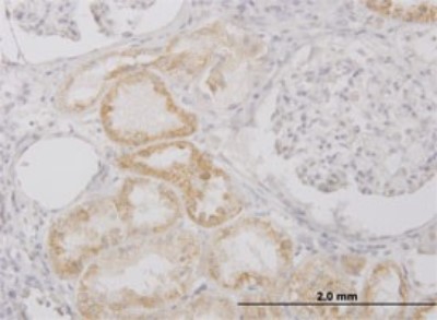 Immunohistochemistry-Paraffin: Protease Inhibitor 15 Antibody (3B5) [H00051050-M02] - Analysis of monoclonal antibody to PI15 on formalin-fixed paraffin-embedded human kidney. Antibody concentration 3 ug/ml.