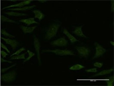 Immunocytochemistry/Immunofluorescence: GRK4 Antibody (6D12) [H00002868-M01] - Analysis of monoclonal antibody to GRK4 on HeLa cell. Antibody concentration 10 ug/ml.