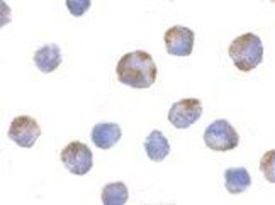 Immunocytochemistry/Immunofluorescence: NLRP1/NALP1 Antibody [NBP1-76656] - K562 cells with NALP1 antibody at 10 ug/ml.