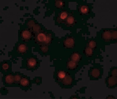 Immunofluorescence: CABP7 Antibody [NBP1-77191] - HeLa cells at 20 ug/mL.