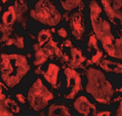 Immunofluorescence: SNW1 Antibody [NBP1-77304] - Immunofluorescence of Ski in human kidney tissue with Ski antibody at 20 ug/mL.