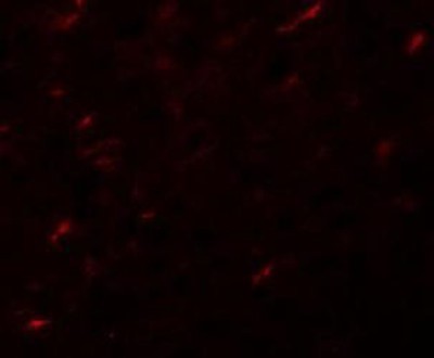 Immunocytochemistry/Immunofluorescence: Apc7 Antibody [NBP1-77379] - Rat kidney tissue with APC7 antibody at 20 ug/mL.