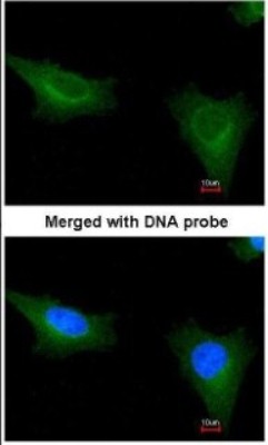 Immunocytochemistry/Immunofluorescence: TTLL1 Antibody [NBP1-32805] - Paraformaldehyde-fixed HeLa, using TTLL1 antibody at 1:200 dilution.