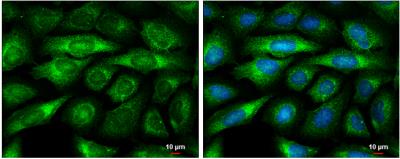 Immunocytochemistry/Immunofluorescence: BMP-8a Antibody [NBP1-31168] - Sample: U2OS cells were fixed in 4% paraformaldehyde at RT for 15 min. Green: BMP8A protein stained by BMP8A antibody [C3], C-term diluted at 1:500. Blue: Hoechst 33342 staining. Scale bar = 10 um.