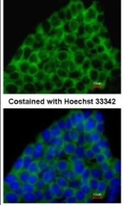 Immunocytochemistry/Immunofluorescence: BMP-8a Antibody [NBP1-31168] - Paraformaldehyde-fixed mouse ESC D3, using antibody at 1:200 dilution.