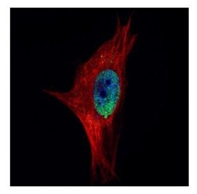 Immunocytochemistry/Immunofluorescence: PPWD1 Antibody [NBP2-19919] - Confocal immunofluorescence analysis of paraformaldehyde-fixed HeLa, using PPWD1 antibody (Green) at 1:500 dilution. Alpha-tubulin filaments are labeled with Alpha-tubulin antibody (Red) at 1:2000.