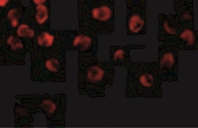 Immunocytochemistry/Immunofluorescence: DOK1 Antibody [NBP1-77064] - Immunofluorescence of DOK1 in K562 cells with DOK1 antibody at 10 ug/ml.