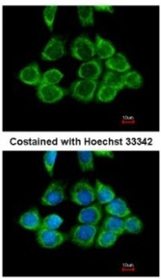 Immunocytochemistry/Immunofluorescence: RPS2 Antibody [NBP2-20224] - Analysis of methanol-fixed A431, using antibody at 1:200 dilution.