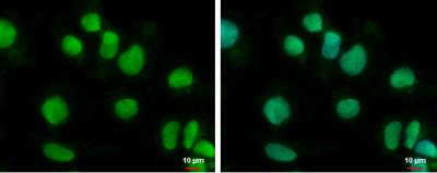 Immunocytochemistry/Immunofluorescence: BTBD10 Antibody [NBP2-15625] - NT2D1 cells were fixed in 4% paraformaldehyde at RT for 15 min.Green: BTBD10 protein stained by BTBD10 antibody [N3C3]  diluted at 1:500. Blue: Hoechst 33342 staining.