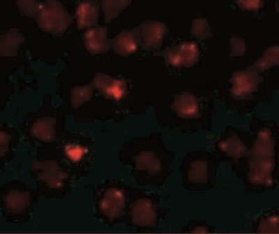 Immunocytochemistry/Immunofluorescence: PIWIL3 Antibody [NBP1-76490] - Immunofluorescence of PIWI-L3 in 3T3 cells with PIWI-L3 antibody at 20 ug/mL.