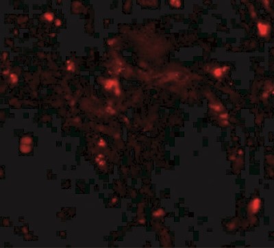Immunocytochemistry/Immunofluorescence: RGPD5 Antibody [NBP2-41083] - Immunofluorescence of RGPD5 in human testis tissue with RGPD5 antibody at 20 ug/mL.