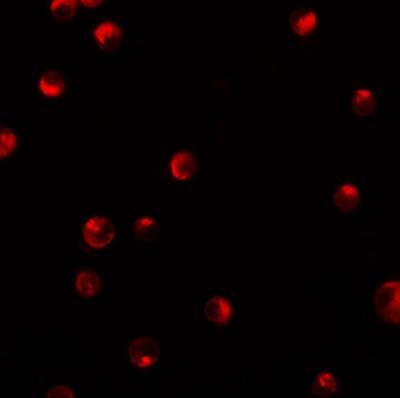 Immunofluorescence: Importin alpha 5/KPNA1/SRP1 Antibody [NBP1-76297] - Immunofluorescence of KPNA1 in K562 cells with KPNA1 antibody at 20 ug/mL.