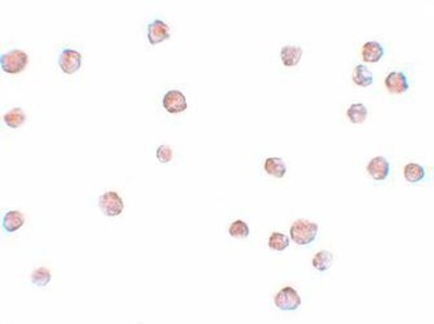 Immunocytochemistry/Immunofluorescence: LYRM2 Antibody [NBP1-77137] - A549 cells with LYRM2 antibody at 20 ug/mL.