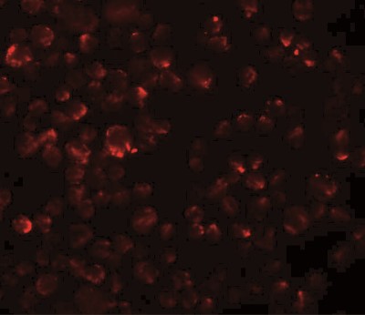 Immunofluorescence: LYRM2 Antibody [NBP1-77137] - A549 cells at 20 ug/mL.