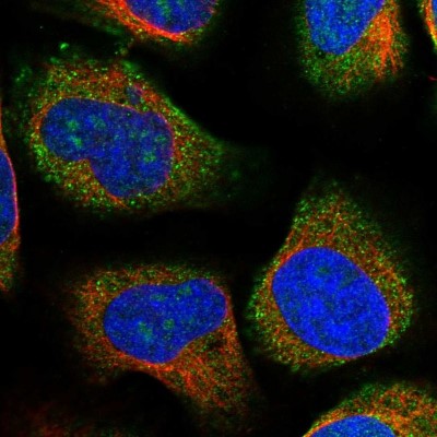 Immunocytochemistry/Immunofluorescence: DBX1 Antibody [NBP1-90978] - Staining of human cell line U-2 OS shows positivity in nucleoli and cytoplasm.