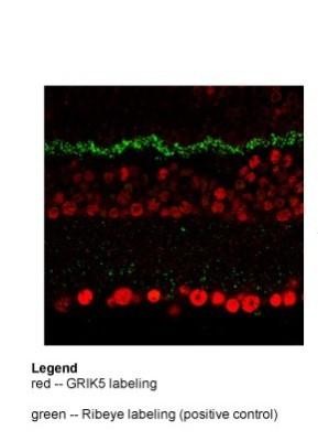 Immunocytochemistry/Immunofluorescence: KA2/GRIK5/Glutamate Receptor KA2 Antibody [NBP1-80270] - Mouse Retina, 25ug/ml.