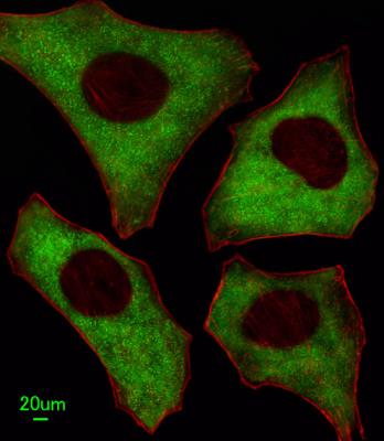 Immunocytochemistry/Immunofluorescence: PACSIN2 Antibody [NBP2-29921] - Immunofluorescent analysis of Hela cells, using (C-term). NBP2-29921 was diluted at 1:100 dilution. Alexa Fluor 488-conjugated goat anti-rabbit lgG at.