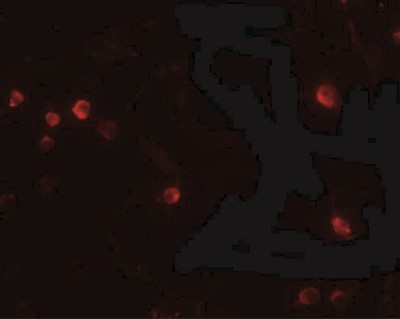 Immunofluorescence: USP10 Antibody [NBP1-77170] - Jurkat cells at 20 ug/mL.