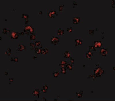 Immunocytochemistry/Immunofluorescence: TRIM25 Antibody [NBP1-76825] - Immunofluorescence of TRIM25 in HeLa cells with TRIM25 antibody at 20 ug/mL.