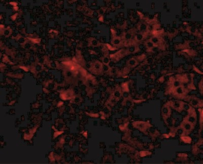 Immunocytochemistry/Immunofluorescence: GNPDA2 Antibody [NBP1-76997] - Immunofluorescence of GNPDA2 in mouse kidney tissue with GNPDA2 antibody at 20 ug/mL.