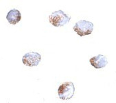 Immunocytochemistry/Immunofluorescence: GNPDA2 Antibody [NBP1-76997] - 293 cells with GNPDA2 antibody at 4 ug/ml.