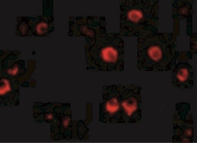 Immunocytochemistry/Immunofluorescence: GRG (Groucho homolog) Antibody [NBP1-76646] - Immunofluorescence of AES in 293 cells with AES antibody at 20 ug/mL.