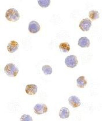 Immunocytochemistry/Immunofluorescence: AICDA Antibody [NBP1-77235] - Immunocytochemistry analysis of AID in Ramos cells using NBP1-77235 at 10 ug/ml.