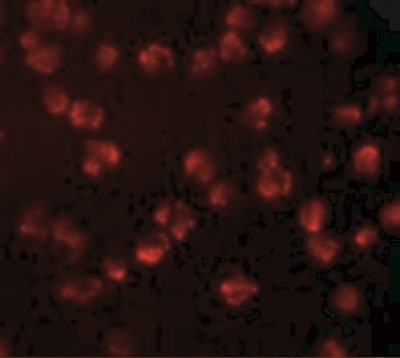 Immunocytochemistry/Immunofluorescence: Nucleoporin 107 Antibody [NBP1-76927] - Immunofluorescence of NUP107 in A549 cells with NUP107 antibody at 10 ug/mL.