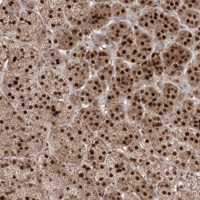 Immunocytochemistry/Immunofluorescence: PPOX Antibody [NBP1-80885] - Staining of human adrenal gland shows strong nuclear and cytoplasmic positivity in glandular cells.