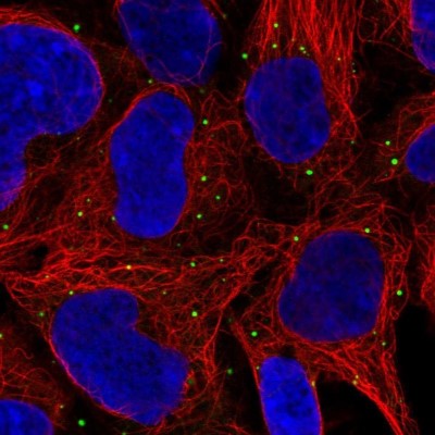 Immunocytochemistry/Immunofluorescence: GNL1 Antibody [NBP2-54938] - Staining of human cell line HEK 293 shows localization to vesicles.