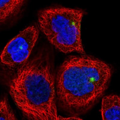 Immunocytochemistry/Immunofluorescence: CYLD Antibody [NBP2-33589] - Staining of human cell line A-431 shows localization to microtubule organizing center.