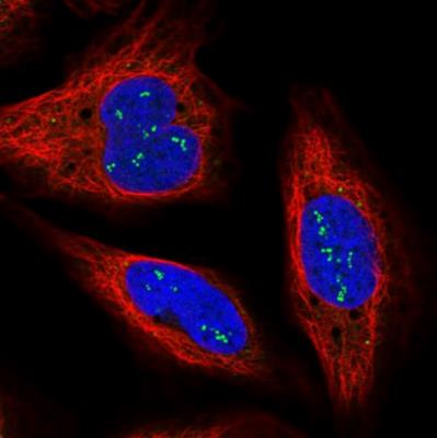 Immunocytochemistry/Immunofluorescence: ODF2L Antibody [NBP1-82922] - Staining  of human cell line U-2 OS shows positivity in nucleoli. Antibody staining is shown in green.