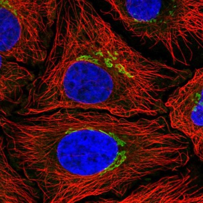 Immunocytochemistry/Immunofluorescence: GRASP65 Antibody [NBP2-47443] - Immunofluorescent staining of human cell line HeLa shows localization to the Golgi apparatus.