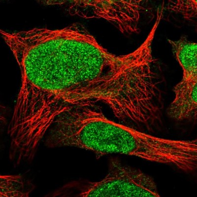 Immunocytochemistry/Immunofluorescence: COPS7A Antibody [NBP1-84369] - Immunofluorescent staining of human cell line U-2 OS shows localization to nucleoplasm.