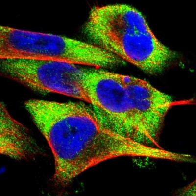 Immunocytochemistry/Immunofluorescence: FXR2 Antibody [NBP1-83432] - Immunofluorescent staining of human cell line U-251 MG shows localization to cytosol.