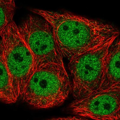 Immunocytochemistry/Immunofluorescence: COX7C Antibody [NBP2-13865] - Staining of human cell line MCF-7 shows positivity in nucleus but not nucleoli.