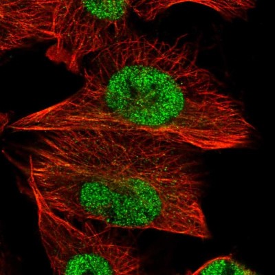 Immunocytochemistry/Immunofluorescence: FAM91A1 Antibody [NBP1-83576] - Immunofluorescent staining of human cell line U-251 MG shows localization to nucleoplasm & microtubules.