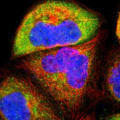 Immunocytochemistry/Immunofluorescence: USP31 Antibody [NBP1-81430] - Immunofluorescent staining of human cell line A-431 shows localization to cytosol.