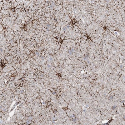 Immunocytochemistry/Immunofluorescence: ARSJ Antibody [NBP1-82070] - Staining of human cerebral cortex shows strong positivity in glial cells.