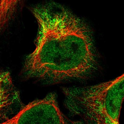 Immunocytochemistry/Immunofluorescence: BRPF3 Antibody [NBP1-81419] - Immunofluorescent staining of human cell line U-2 OS shows localization to nucleoplasm & mitochondria.