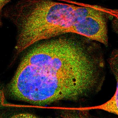Immunocytochemistry/Immunofluorescence: STAB1 Antibody [NBP1-84444] - Staining of human cell line U-2 OS shows positivity in cytoplasm.