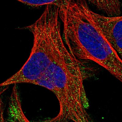 Immunocytochemistry/Immunofluorescence: MED16 Antibody [NBP1-84054] - Staining of human cell line U-2 OS shows positivity in cytoplasm.