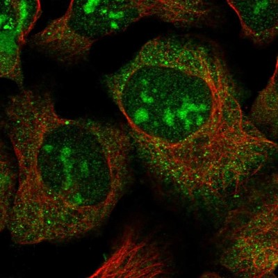 Immunocytochemistry/Immunofluorescence: NEK5 Antibody [NBP1-85903] - Staining  of human cell line U-2 OS shows positivity in nucleoli and cytoplasm.