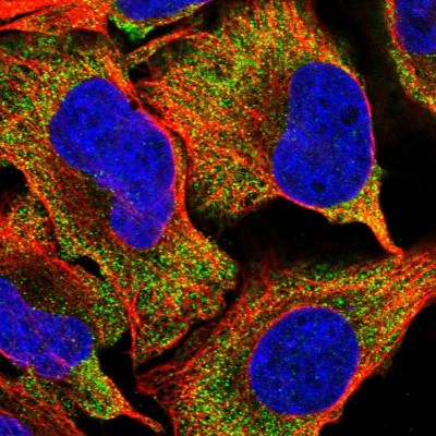 Immunocytochemistry/Immunofluorescence: SPATA7 Antibody [NBP1-83195] - Immunofluorescent staining of human cell line U-2 OS shows localization to cytosol.
