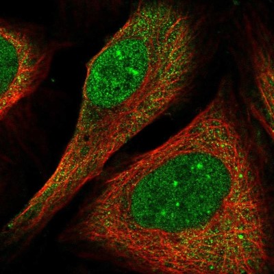 Immunocytochemistry/Immunofluorescence: FLYWCH1 Antibody [NBP1-85041] - Staining of human cell line U-2 OS shows localization to nucleoplasm, nuclear bodies & cytosol.