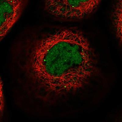 Immunofluorescence: ASUN Antibody [NBP1-83841] - Staining of human cell line A-431 shows positivity in nucleus but not nucleoli and vesicles.
